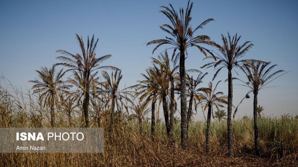 سوختن بیش از ۲۲۰۰ نخل در نخلستان‌های اروندکنار