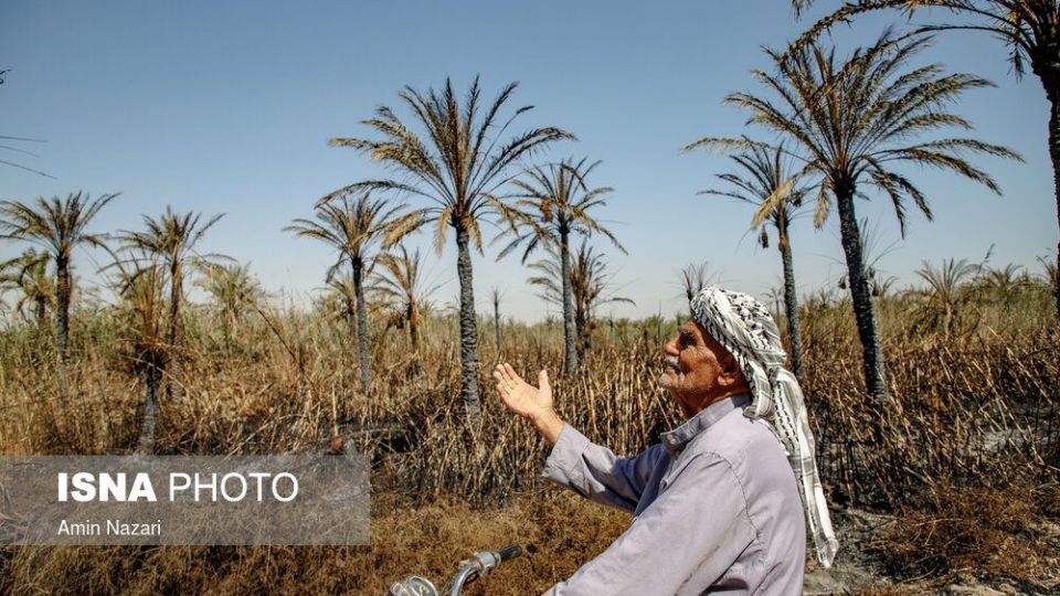 سوختن بیش از ۲۲۰۰ نخل در نخلستان‌های اروندکنار