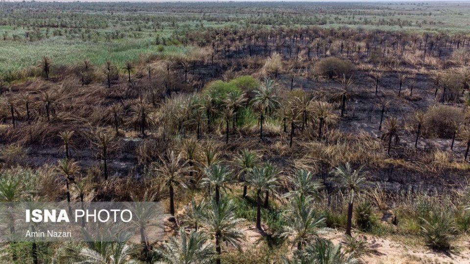 سوختن بیش از ۲۲۰۰ نخل در نخلستان‌های اروندکنار