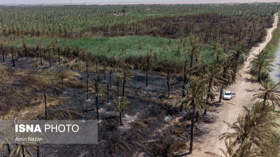 سوختن بیش از ۲۲۰۰ نخل در نخلستان‌های اروندکنار