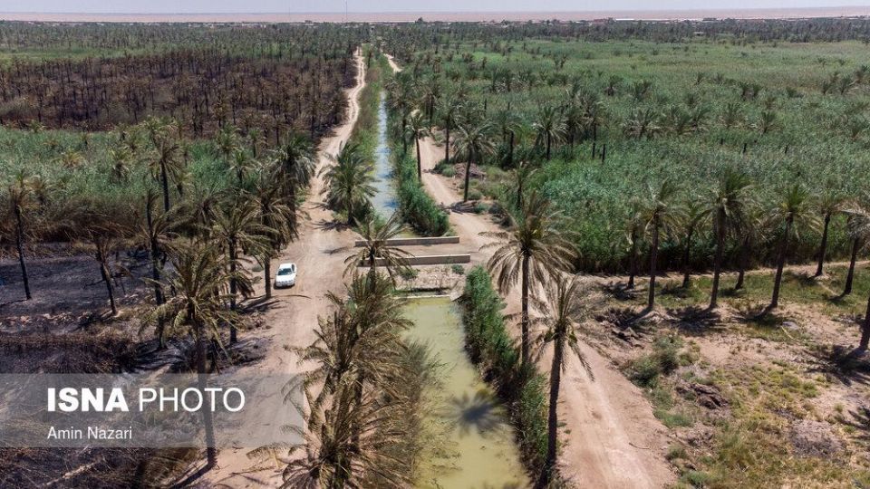 سوختن بیش از ۲۲۰۰ نخل در نخلستان‌های اروندکنار