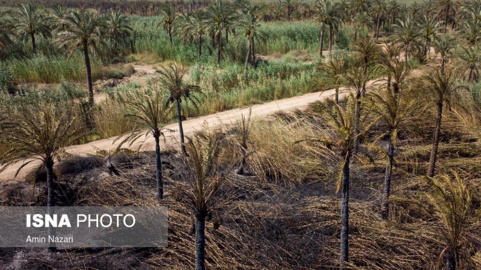 سوختن بیش از ۲۲۰۰ نخل در نخلستان‌های اروندکنار