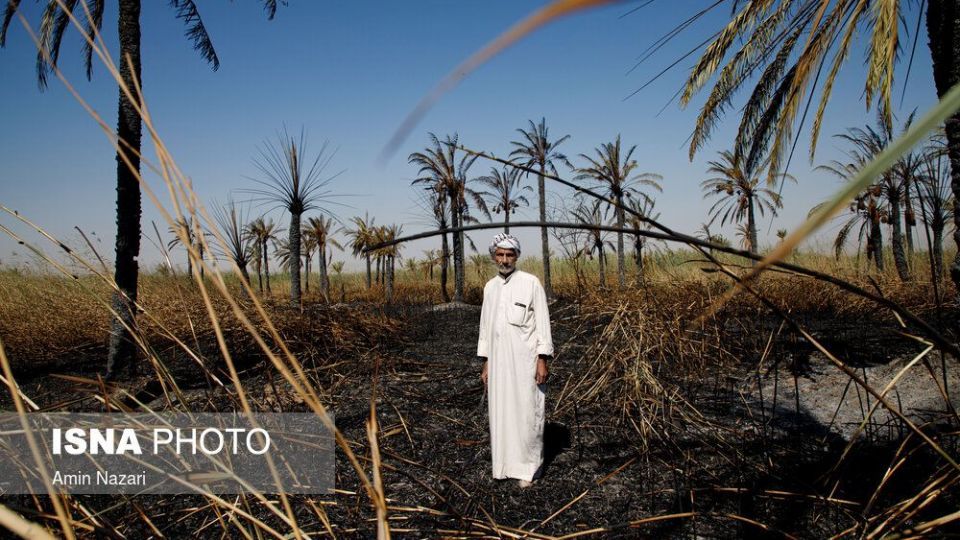 سوختن بیش از ۲۲۰۰ نخل در نخلستان‌های اروندکنار