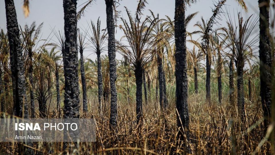 سوختن بیش از ۲۲۰۰ نخل در نخلستان‌های اروندکنار