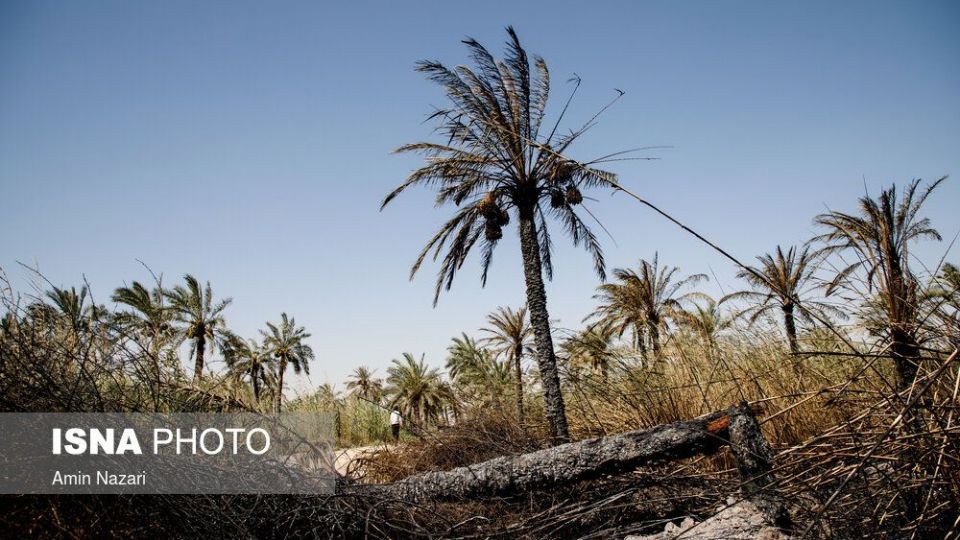 سوختن بیش از ۲۲۰۰ نخل در نخلستان‌های اروندکنار