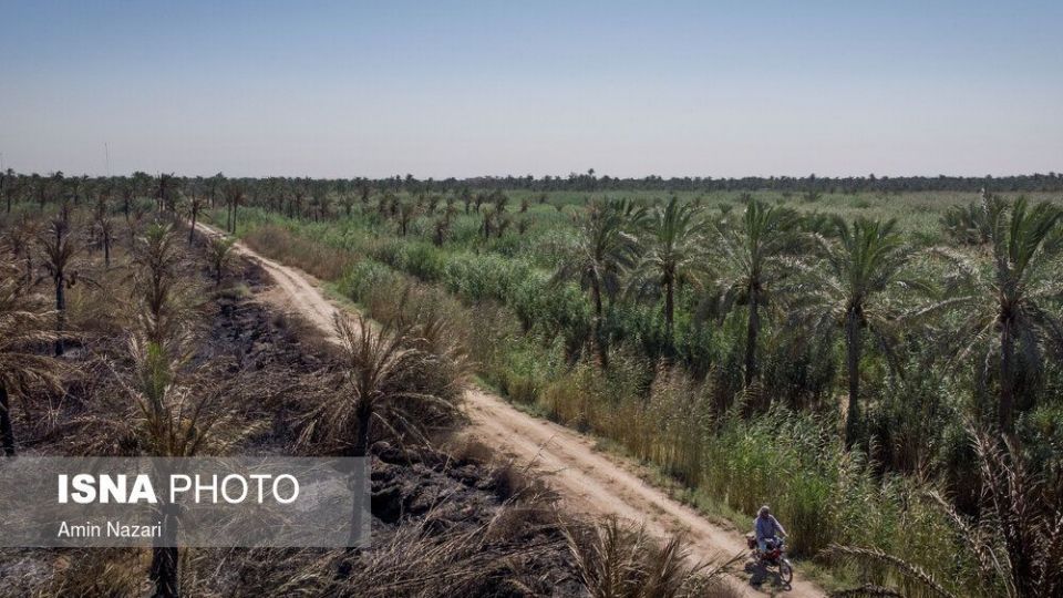 سوختن بیش از ۲۲۰۰ نخل در نخلستان‌های اروندکنار