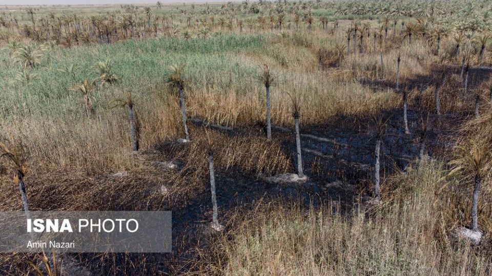 سوختن بیش از ۲۲۰۰ نخل در نخلستان‌های اروندکنار