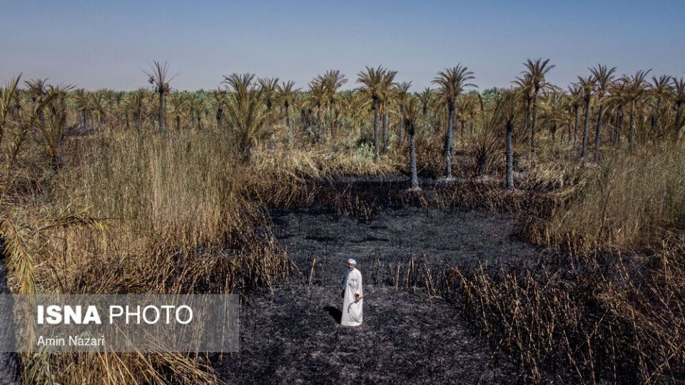 سوختن بیش از ۲۲۰۰ نخل در نخلستان‌های اروندکنار