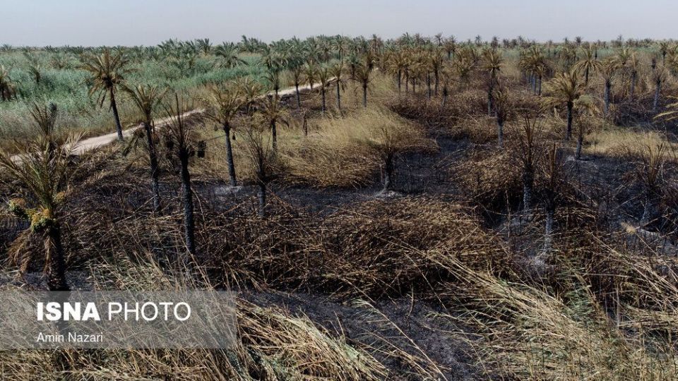 سوختن بیش از ۲۲۰۰ نخل در نخلستان‌های اروندکنار