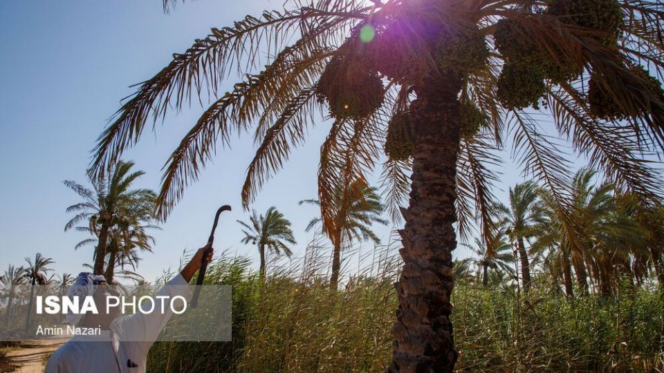 سوختن بیش از ۲۲۰۰ نخل در نخلستان‌های اروندکنار