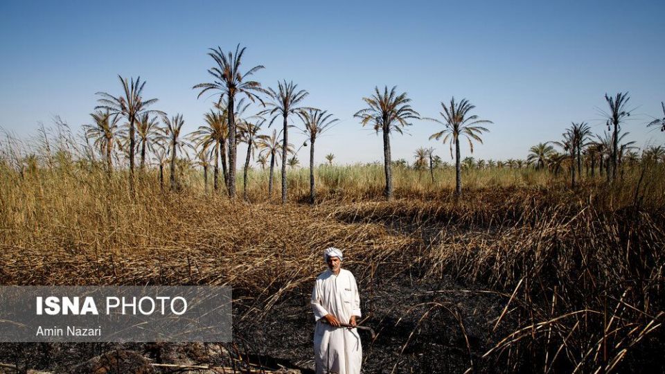 سوختن بیش از ۲۲۰۰ نخل در نخلستان‌های اروندکنار
