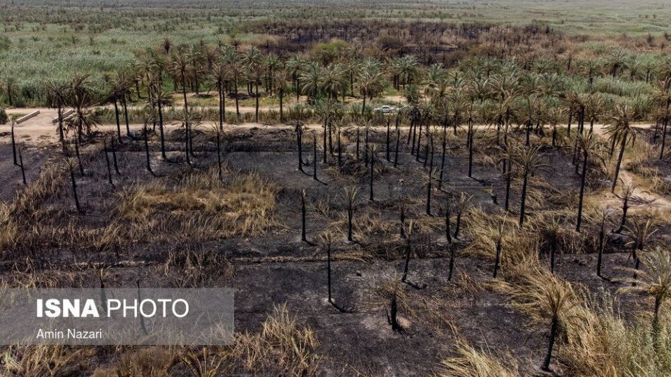 سوختن بیش از ۲۲۰۰ نخل در نخلستان‌های اروندکنار