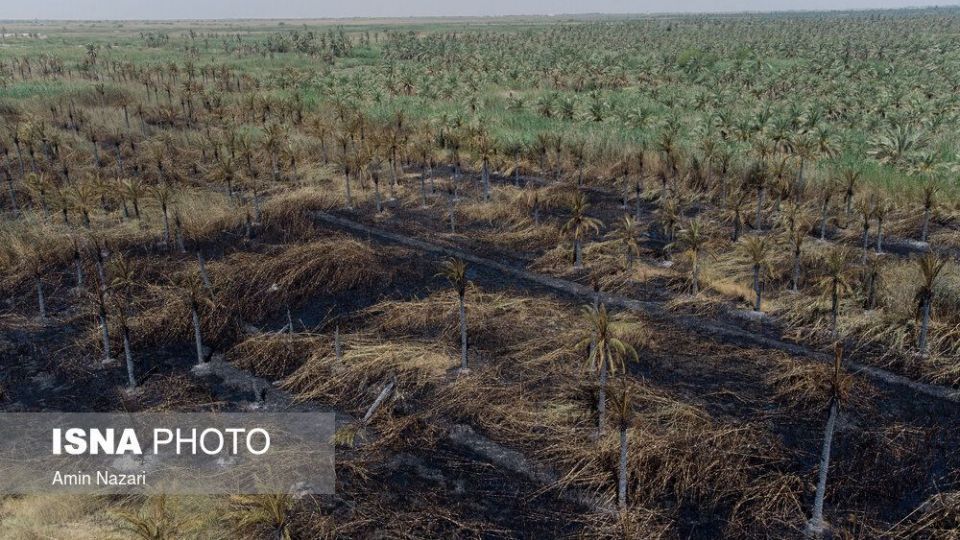 سوختن بیش از ۲۲۰۰ نخل در نخلستان‌های اروندکنار