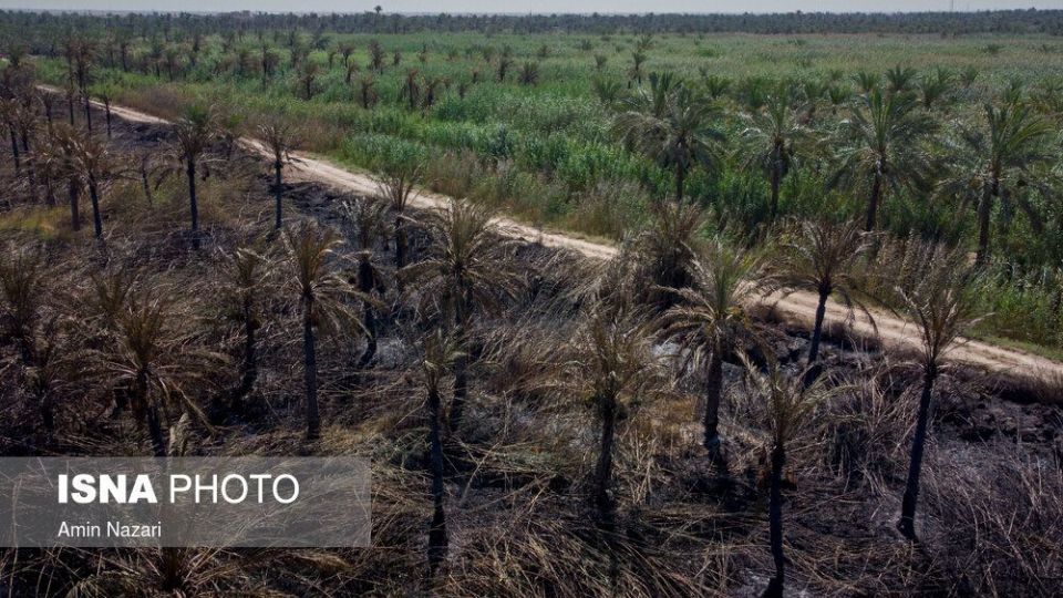 سوختن بیش از ۲۲۰۰ نخل در نخلستان‌های اروندکنار