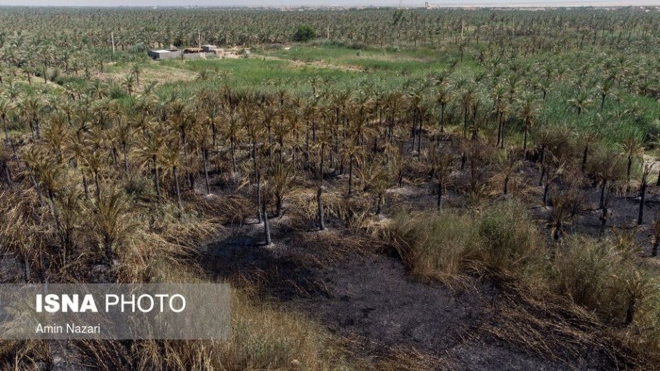 سوختن بیش از ۲۲۰۰ نخل در نخلستان‌های اروندکنار