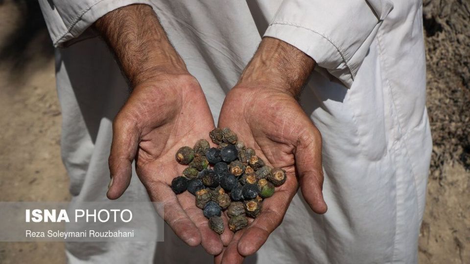 سوختن بیش از ۲۲۰۰ نخل در نخلستان‌های اروندکنار