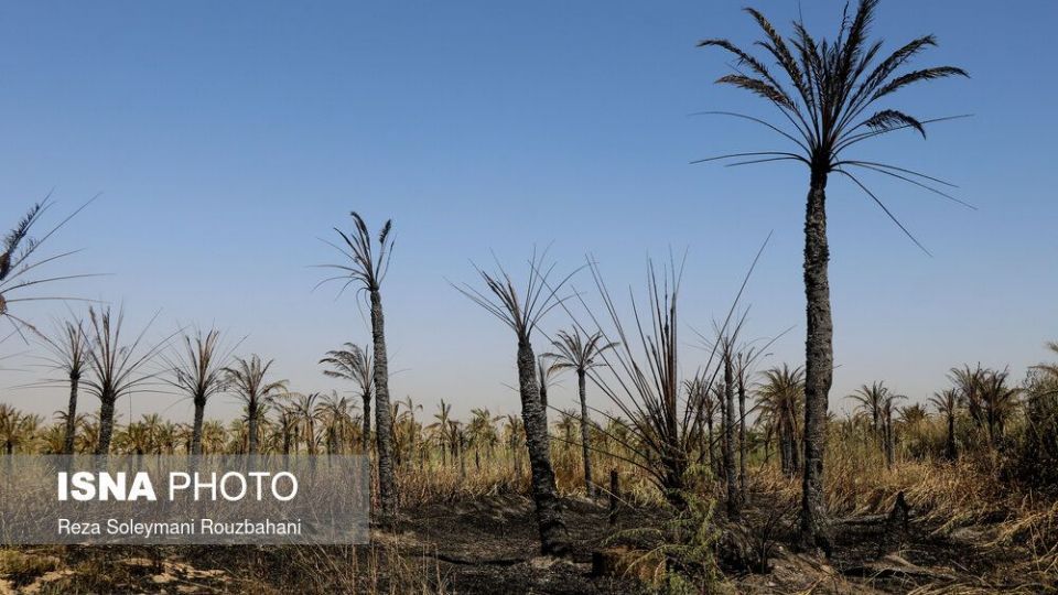 سوختن بیش از ۲۲۰۰ نخل در نخلستان‌های اروندکنار
