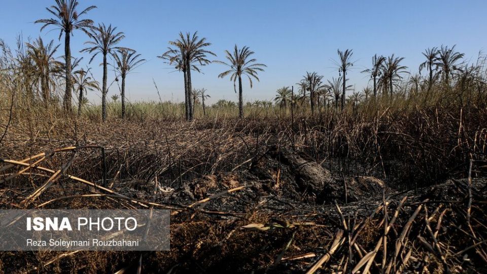 سوختن بیش از ۲۲۰۰ نخل در نخلستان‌های اروندکنار