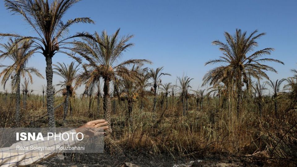 سوختن بیش از ۲۲۰۰ نخل در نخلستان‌های اروندکنار