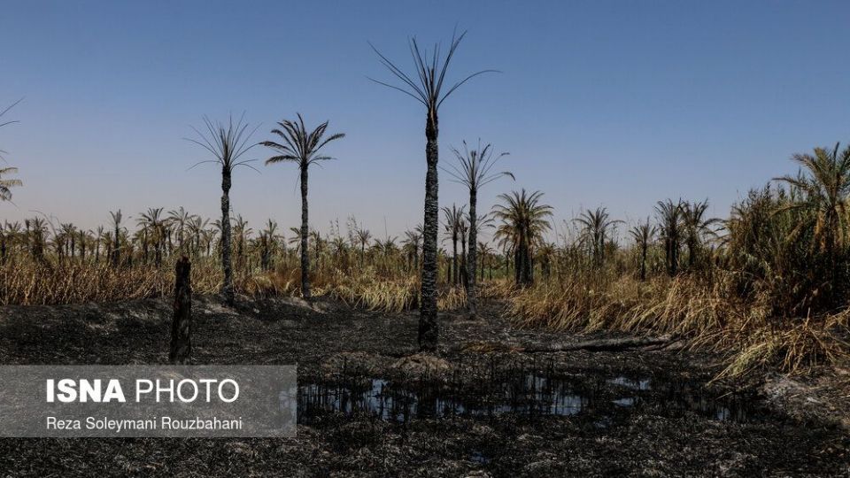 سوختن بیش از ۲۲۰۰ نخل در نخلستان‌های اروندکنار