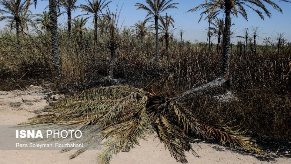 سوختن بیش از ۲۲۰۰ نخل در نخلستان‌های اروندکنار