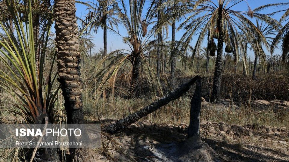 سوختن بیش از ۲۲۰۰ نخل در نخلستان‌های اروندکنار