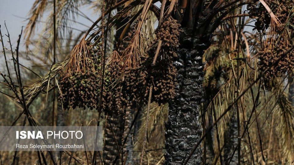 سوختن بیش از ۲۲۰۰ نخل در نخلستان‌های اروندکنار