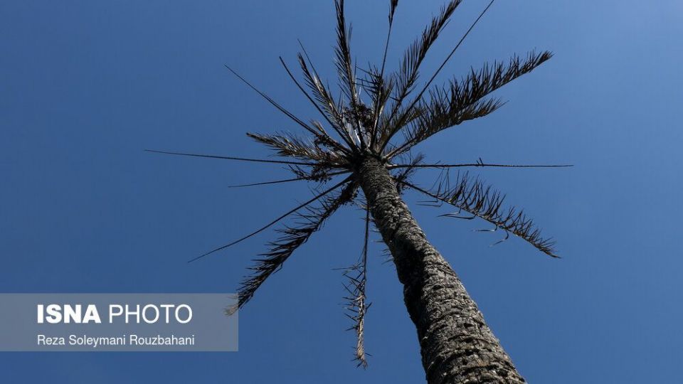 سوختن بیش از ۲۲۰۰ نخل در نخلستان‌های اروندکنار