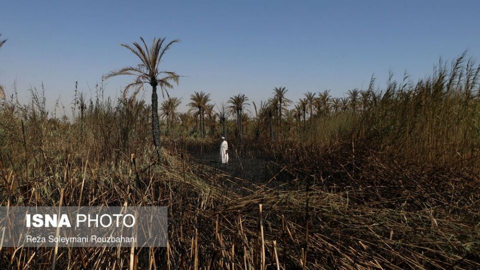 سوختن بیش از ۲۲۰۰ نخل در نخلستان‌های اروندکنار