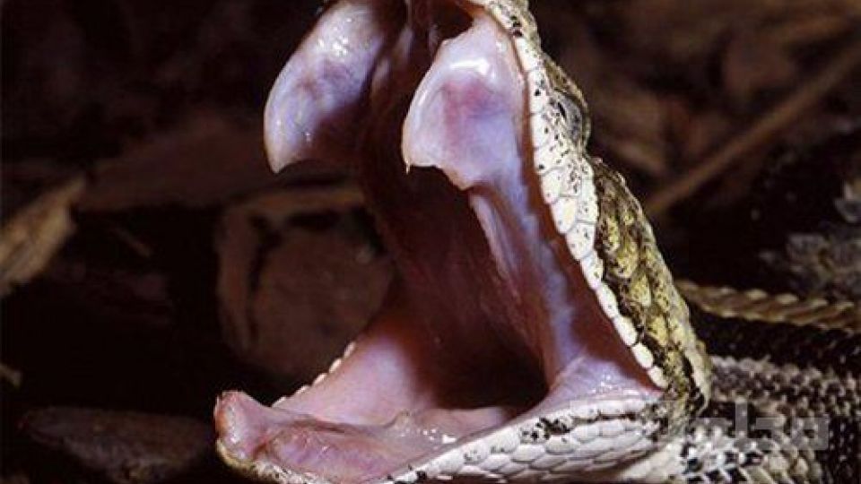 ویدیویی منحصربفرد از لحظه خمیازه کشیدن یک مار