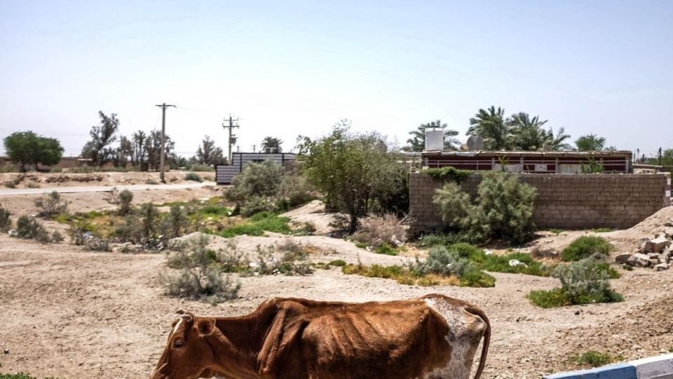 خشکسالی «منصوره»