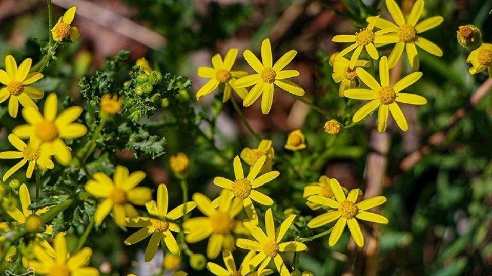 طبیعت منطقه ارسباران