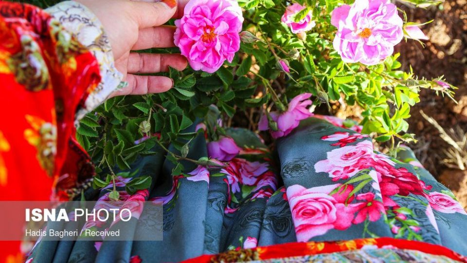 برداشت گل محمدی در «روستای زناسوج» الموت - قزوین