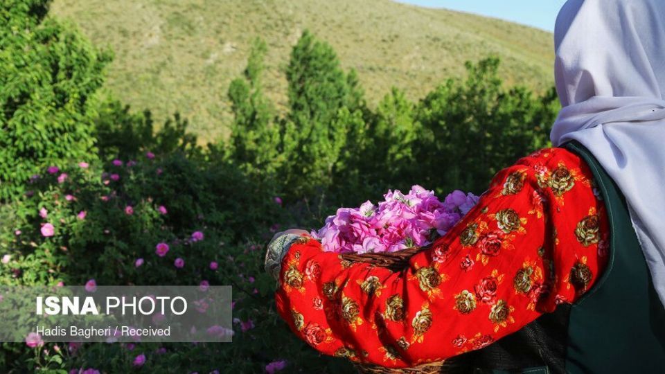 برداشت گل محمدی در «روستای زناسوج» الموت - قزوین