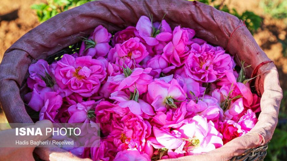 برداشت گل محمدی در «روستای زناسوج» الموت - قزوین