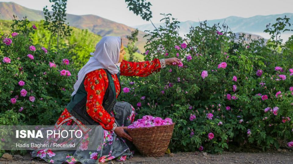 برداشت گل محمدی در «روستای زناسوج» الموت - قزوین