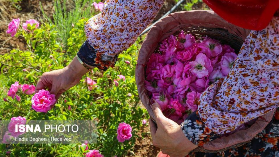 برداشت گل محمدی در «روستای زناسوج» الموت - قزوین