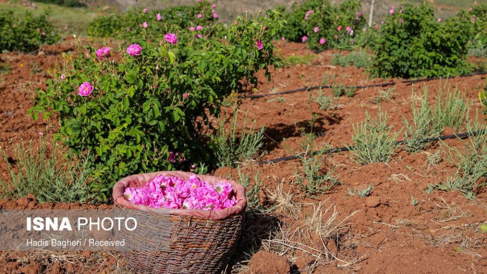 برداشت گل محمدی در «روستای زناسوج» الموت - قزوین