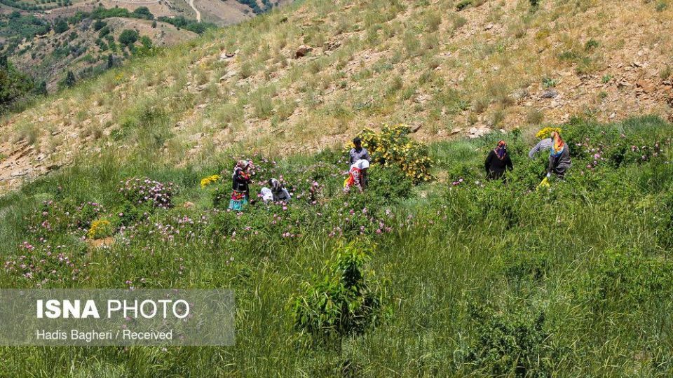 برداشت گل محمدی در «روستای زناسوج» الموت - قزوین