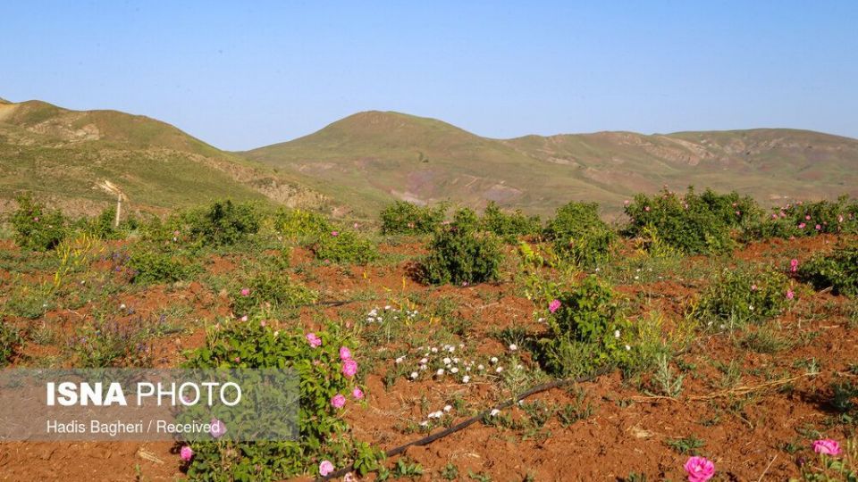 برداشت گل محمدی در «روستای زناسوج» الموت - قزوین