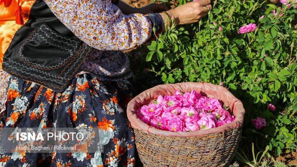 برداشت گل محمدی در «روستای زناسوج» الموت - قزوین