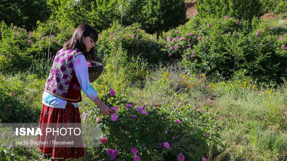 برداشت گل محمدی در «روستای زناسوج» الموت - قزوین
