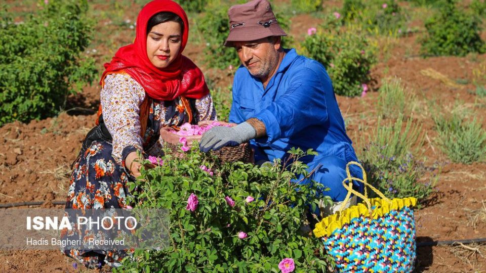 برداشت گل محمدی در «روستای زناسوج» الموت - قزوین