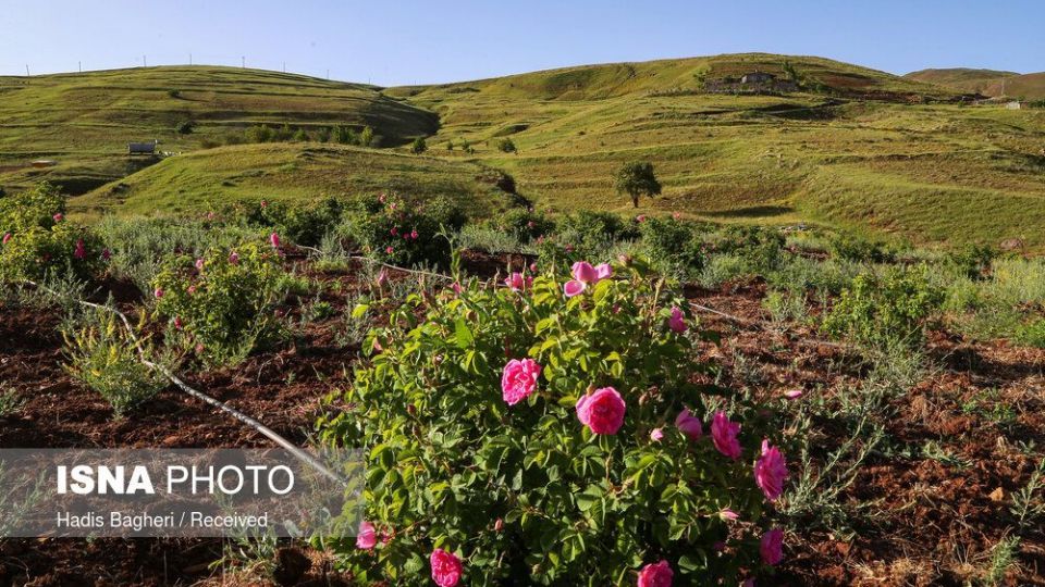 برداشت گل محمدی در «روستای زناسوج» الموت - قزوین