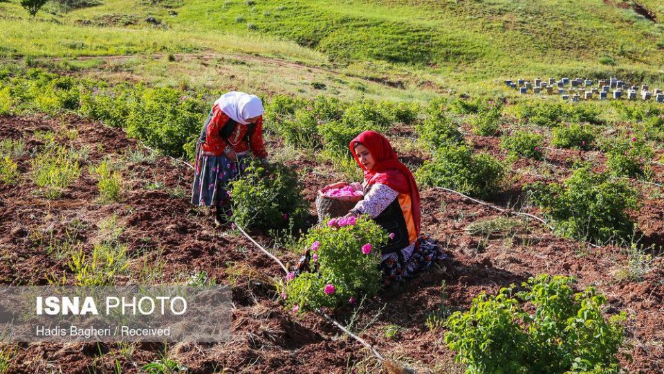 برداشت گل محمدی در «روستای زناسوج» الموت - قزوین