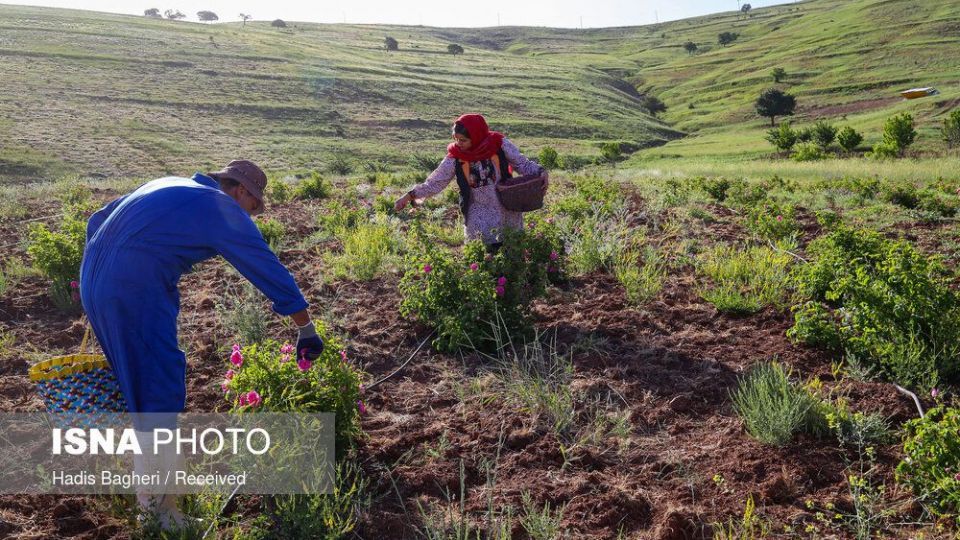 برداشت گل محمدی در «روستای زناسوج» الموت - قزوین