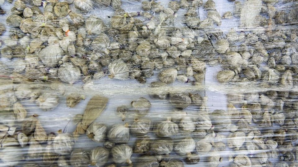 مرحله دوازدهم طرح ظفر