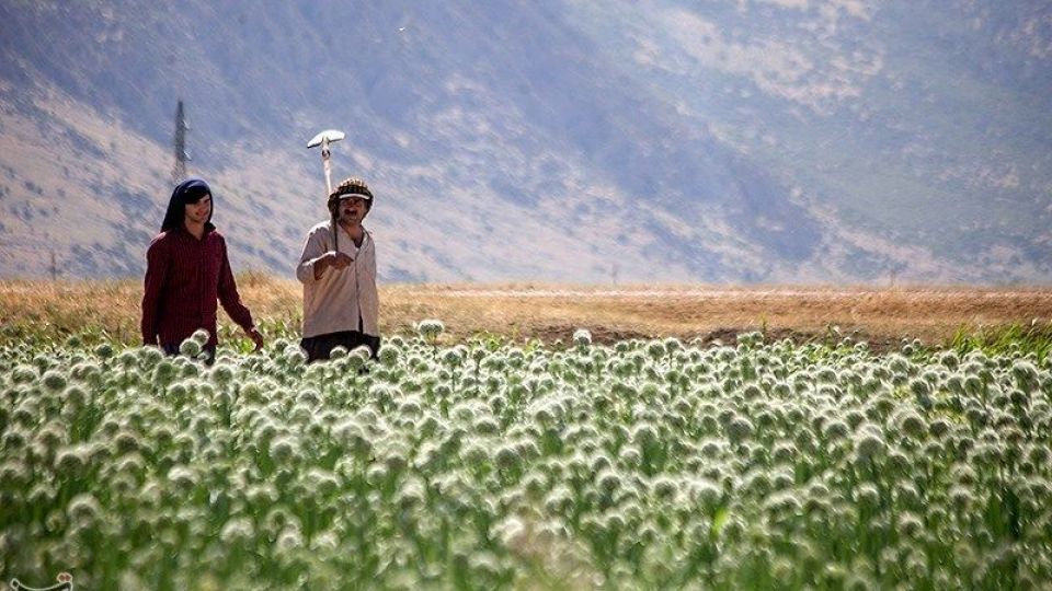 مزرعه پیاز بذری - کرمانشاه