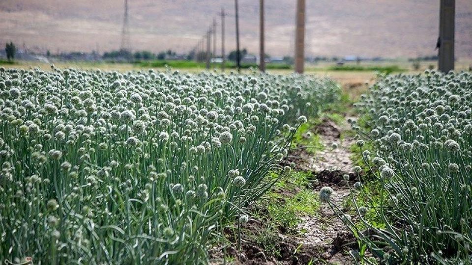 مزرعه پیاز بذری - کرمانشاه