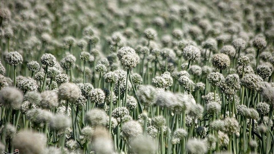 مزرعه پیاز بذری - کرمانشاه